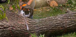 Best Stump Grinding and Removal  in Theodore, AL