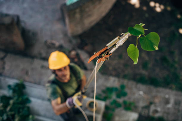 Best Tree Removal  in Theodore, AL