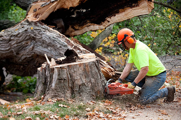 How Our Tree Care Process Works  in  Theodore, AL