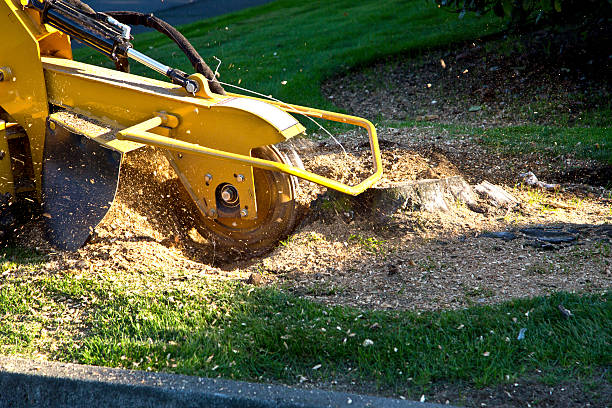 Best Weed Control  in Theodore, AL
