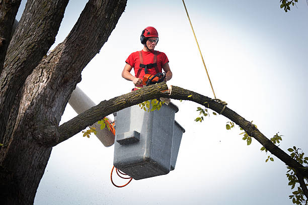 Best Tree Risk Assessment  in Theodore, AL