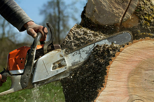 Best Lawn Pest Prevention  in Theodore, AL